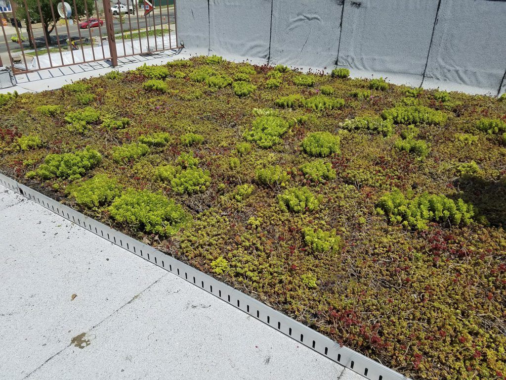 Green roof with low-growing plants and a metal edge on a building.