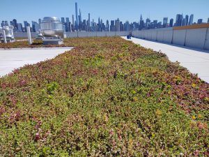 Rooftop garden with low green and red plants, city skyline in the background.