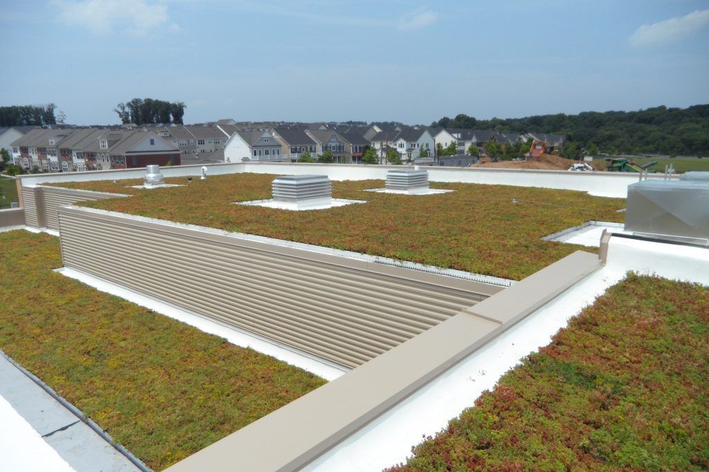 Green rooftop with tan structures, white borders, and buildings in the background under a blue sky.