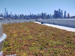 Green roof on a building, with city skyline in the background. Sunny day, with white walls and a few yellow flowers.