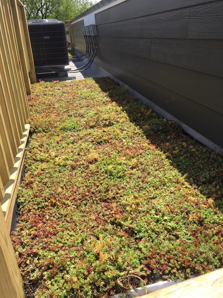 Green ground cover plants between a building and a fence, with an AC unit visible.
