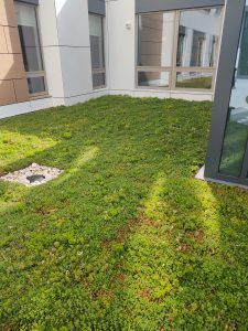 Green rooftop garden on a building.