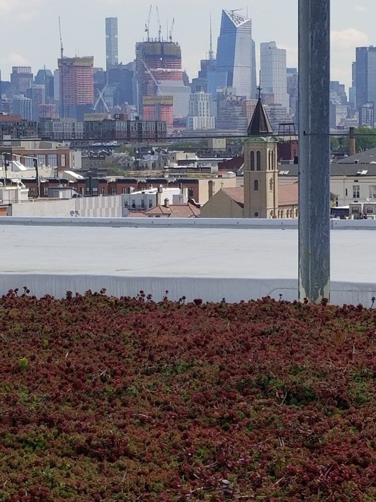 Rooftop view of a city skyline. Foreground has red-brown plants; the distant background features buildings and skyscrapers.