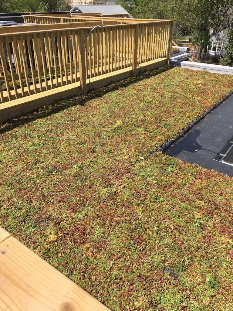 Green roof covered in plants next to a wooden deck.