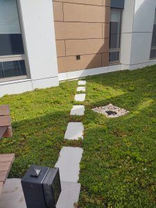 Pathway of light-colored stepping stones through a green roof, next to a building with windows.
