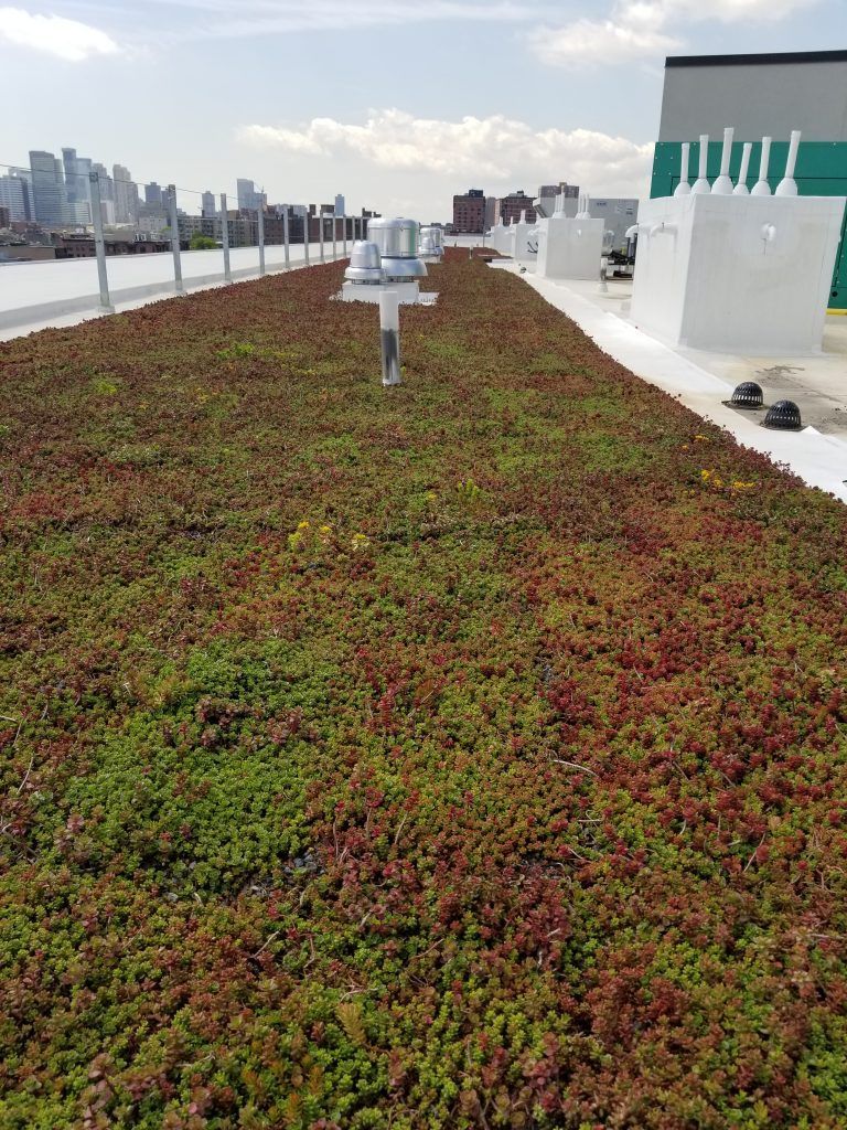 Green roof with red and green plants, on a rooftop with cityscape in the background.
