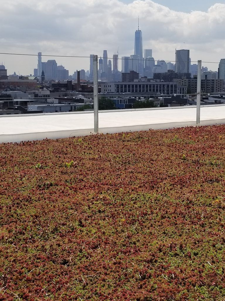 Rooftop garden with reddish-brown plants, white trim, and a distant city skyline under a cloudy sky.