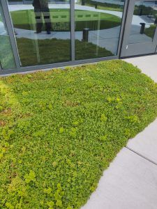 Green ground cover next to building with reflective glass.