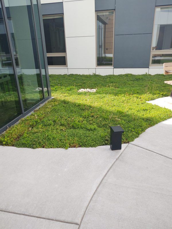Green rooftop garden next to a modern building with a concrete pathway and black light fixture.