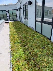 Green roof with light green and yellow-green plants next to building with large windows and a white exterior.