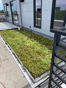 A rooftop green space with a low-growing plant, bordered by a white frame and building.