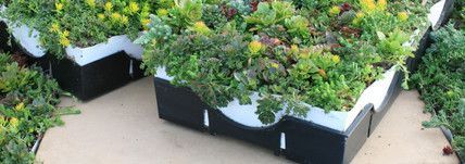 Green roof modules with dense vegetation. Black and white containers, tan surface.