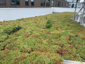 Green rooftop garden with low-lying plants. White wall in background, building visible.