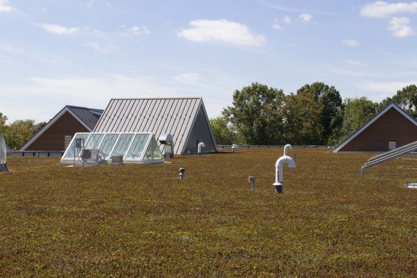 Green roof with skylights and angled roof structures against a blue sky.