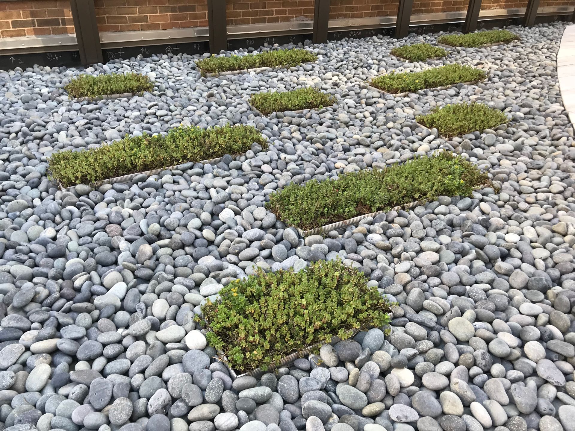 Gray river rocks with rectangular green plants in a garden bed.