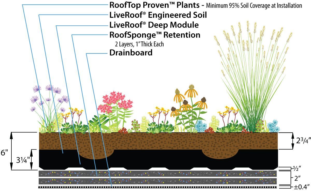 Cross-section of a green roof showing layers of plants, soil, and drainage over a building.