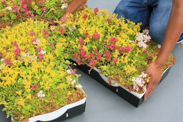 Person installing green roof trays with yellow, red, and green plants.