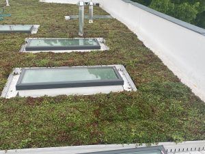 Green roof with skylights on a building.