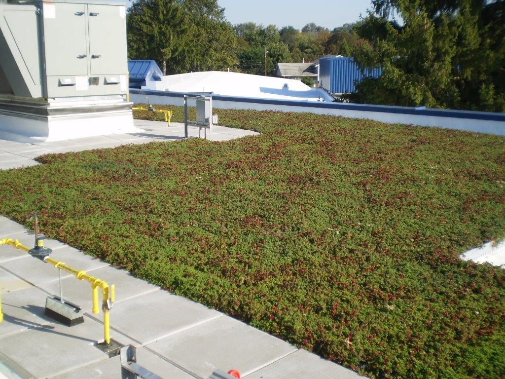 Green roof on a building rooftop. Dense green vegetation covers the surface, with a white perimeter.