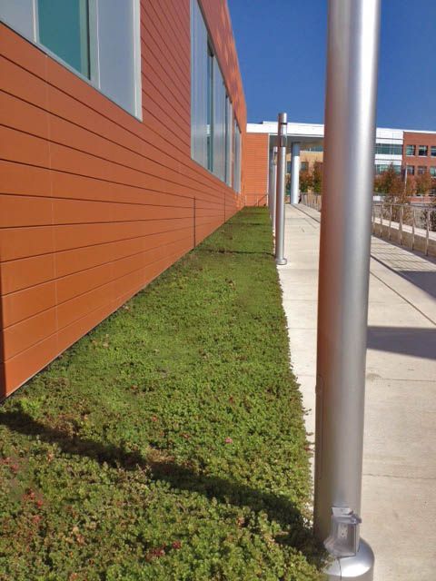 Building exterior with green ground cover along the wall and silver poles on a walkway.