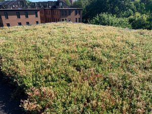 Green roof on building with residential buildings in the background. Sunny day.