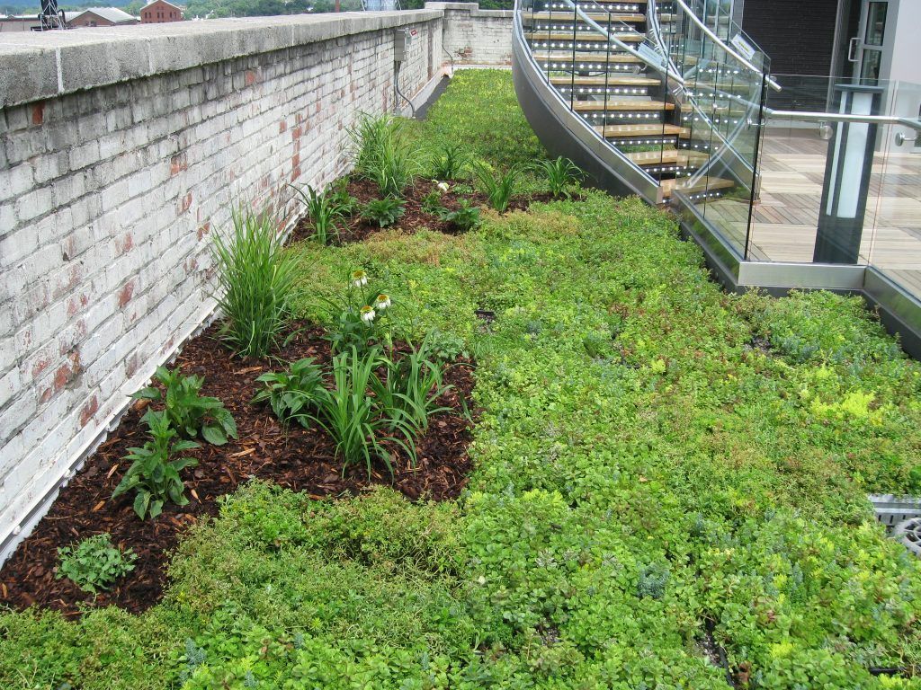 Green roof with vegetation, next to a brick wall and stairs.