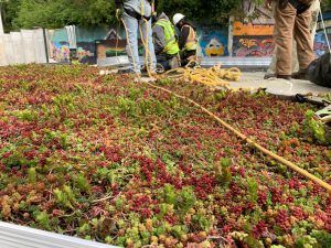 Workers on a rooftop garden, tending to red and green plants. They wear safety gear; a colorful mural is in the background.