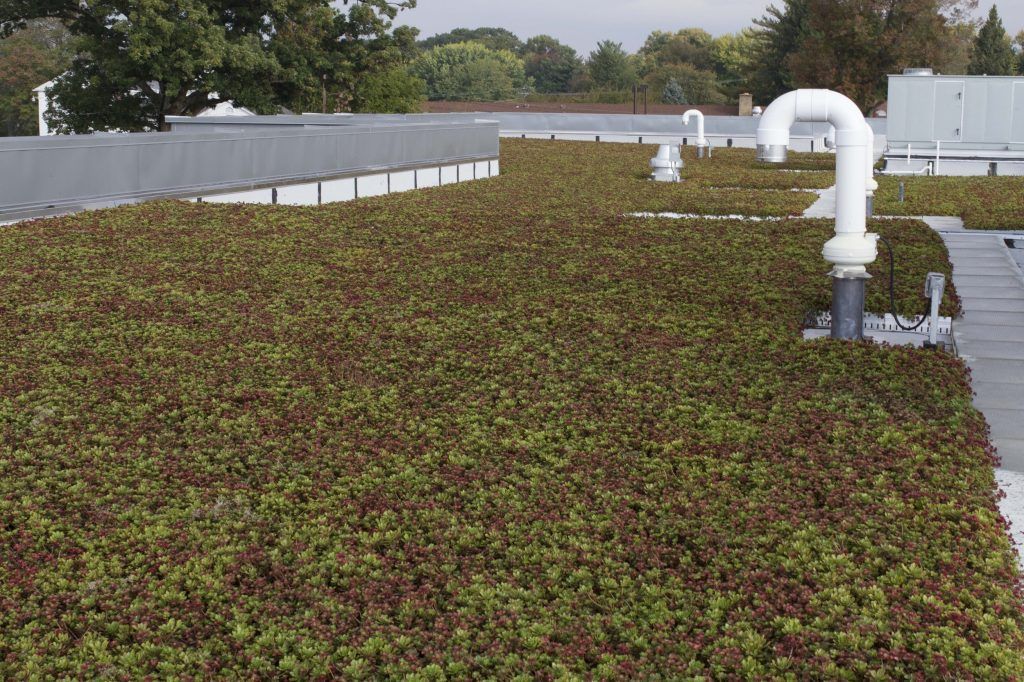 Green roof with vegetation, white pipes, and a cloudy sky.