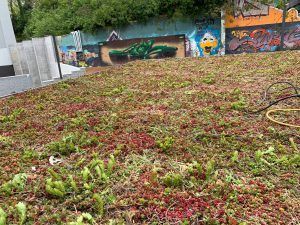Green roof with plants; graffiti wall backdrop.