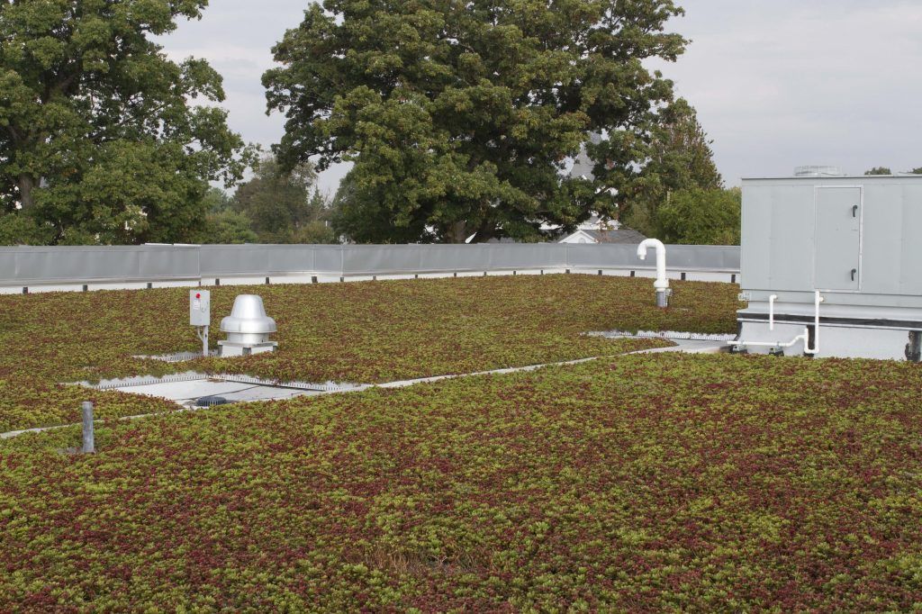 Green roof with puddles of water; metal equipment and trees in background.