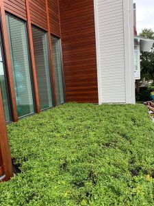 Green ground cover at the base of a building with brown and white siding and tall windows.