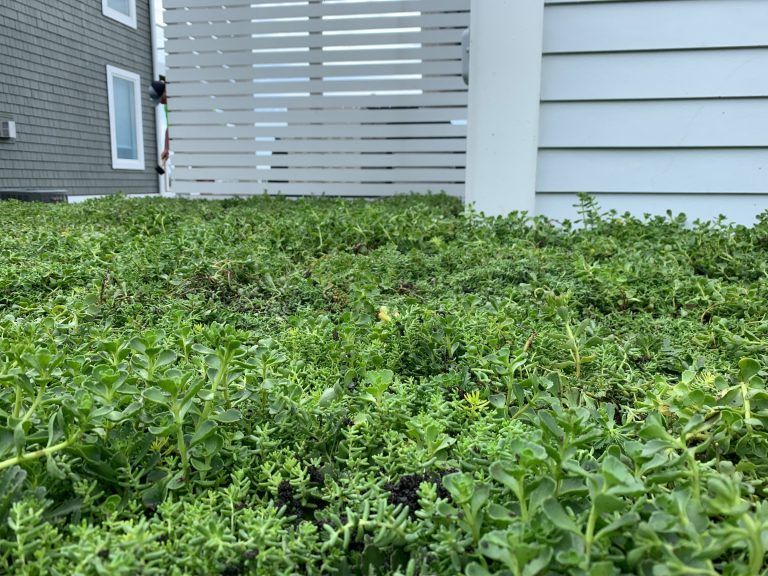 Green plants covering a rooftop with white fence and house in background.