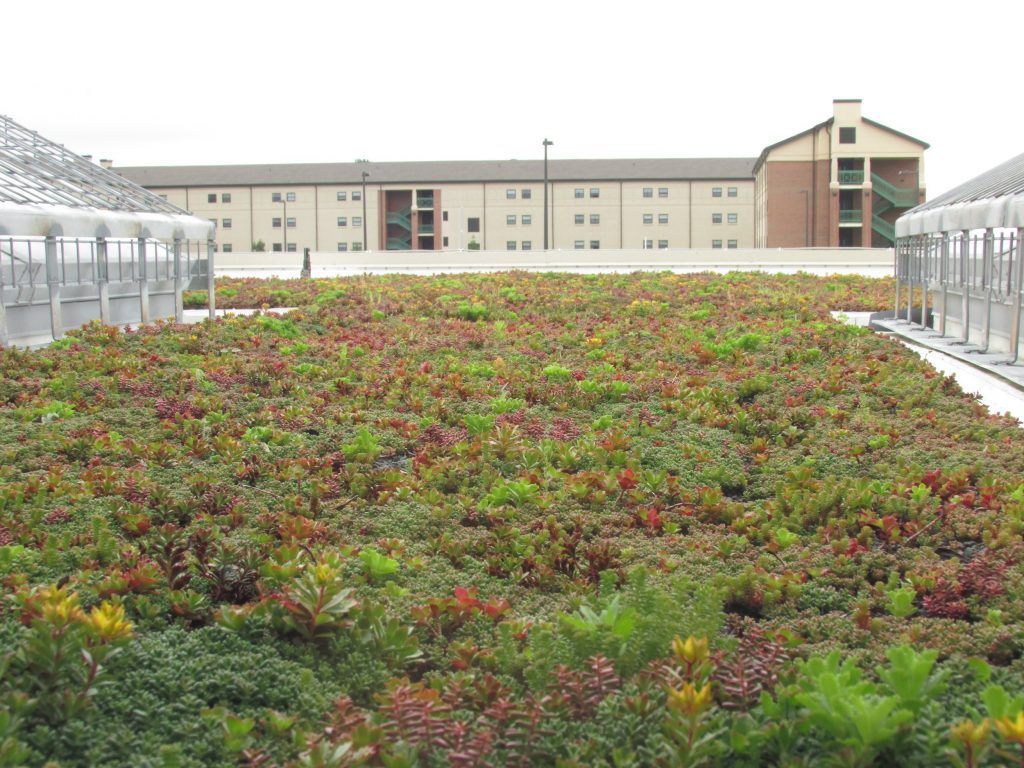 Rooftop garden covered with green and red plants, with a building in the background.