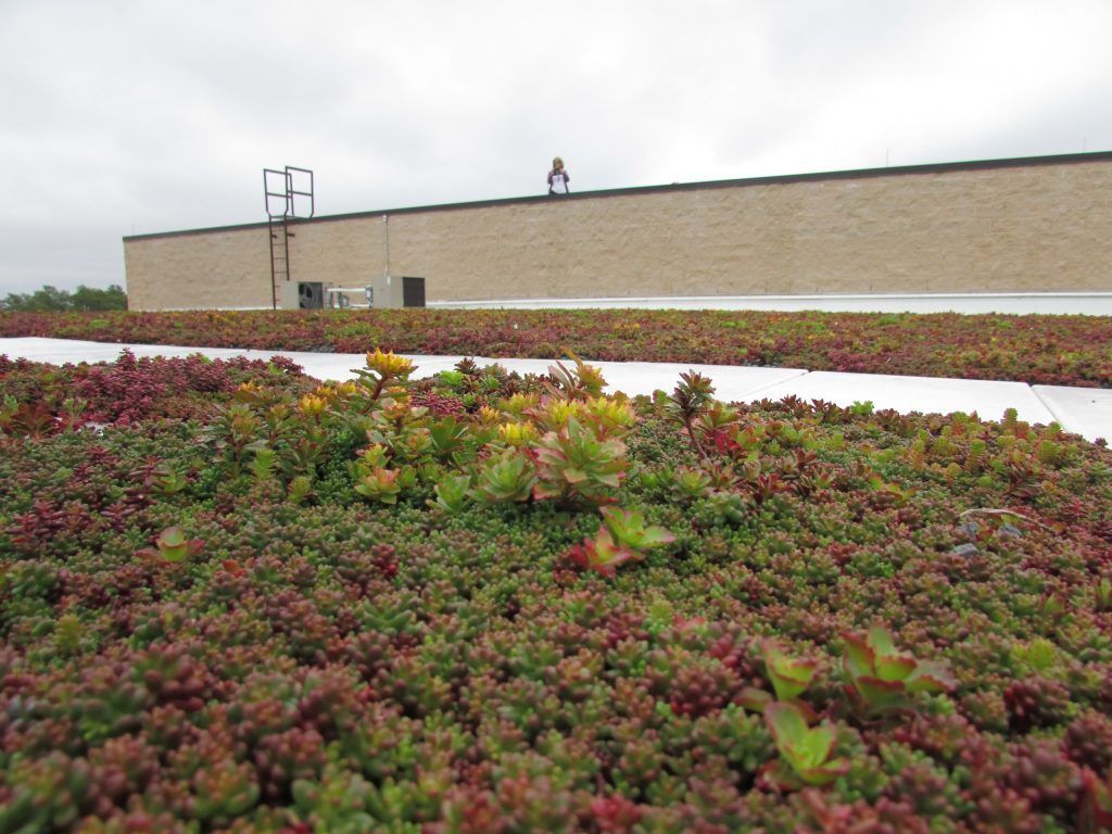 Green roof on a building, with a person standing on the roof.