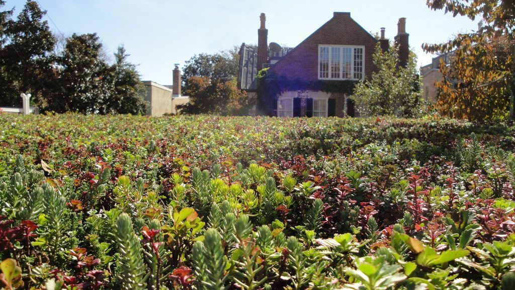 Green rooftop garden with a brick building in the background. Lush foliage, trees, and sunlight.