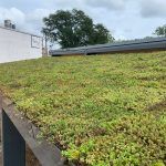 Green rooftop garden with lush vegetation. Sky and building in background.