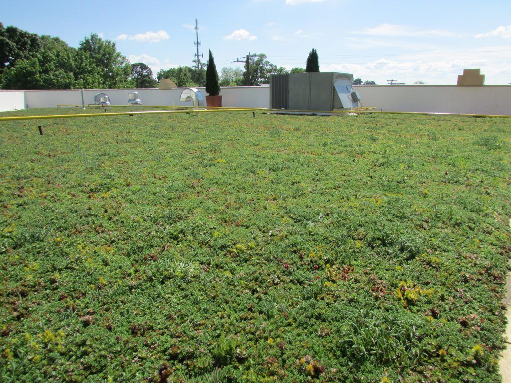 Green roof with low-lying plants and white walls against a blue sky, rooftop setting.