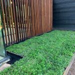 Green ground cover next to a slatted wooden wall and dark siding.