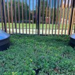 Green ground cover in front of a slatted wooden fence, with two dark, round structures.