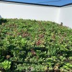 Green rooftop garden against a white building wall.