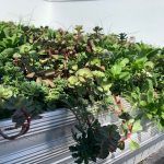 Green roof with various plants, a mix of green and reddish hues.