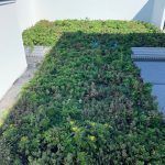 Green roof with dense vegetation on a building’s surface, next to a white wall and a gray roof.