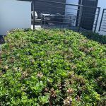 Green roof with lush vegetation on a building, possibly a rooftop garden.