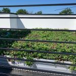 Green rooftop with lush vegetation, white building, and black horizontal bars in the foreground.