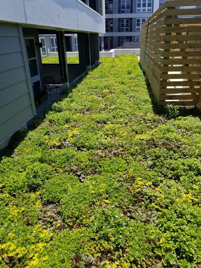 Green roof with lush vegetation between two buildings.