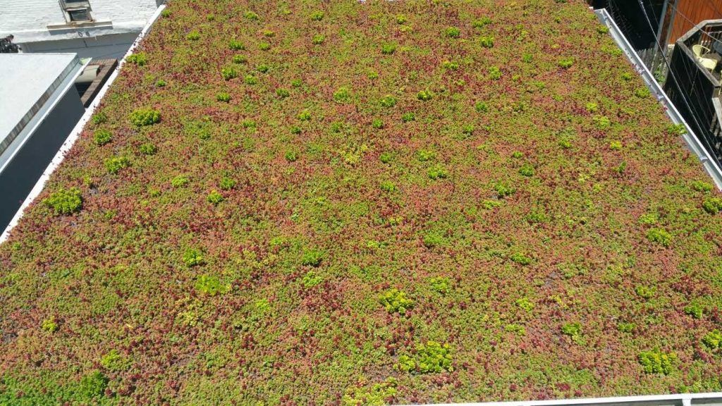 Green roof covered in low-growing plants, likely sedum, on a flat rooftop.