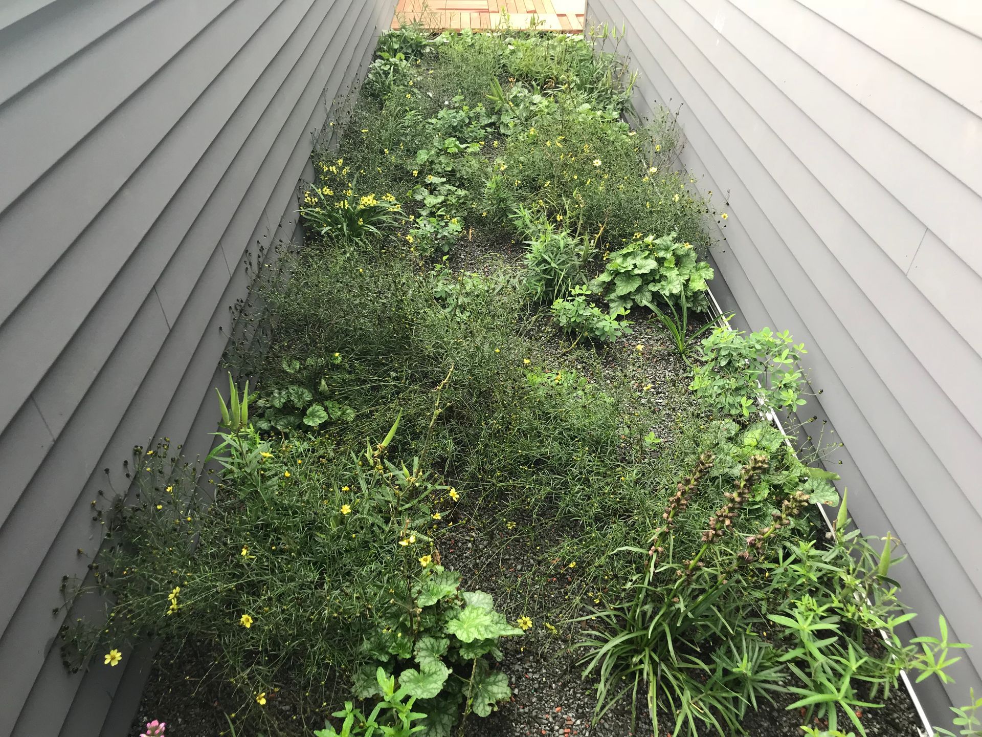A narrow garden bed between two gray walls, filled with various green plants and a few yellow flowers.