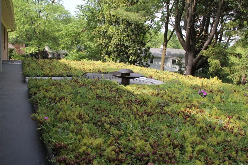 Green roof with lush vegetation, a dark fixture, and trees in the background.