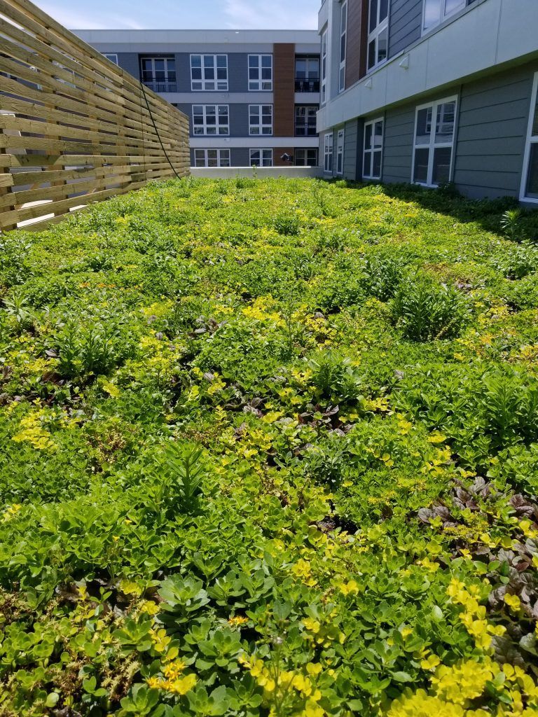 Green roof with dense vegetation on top of a building, near a wooden screen and another building.