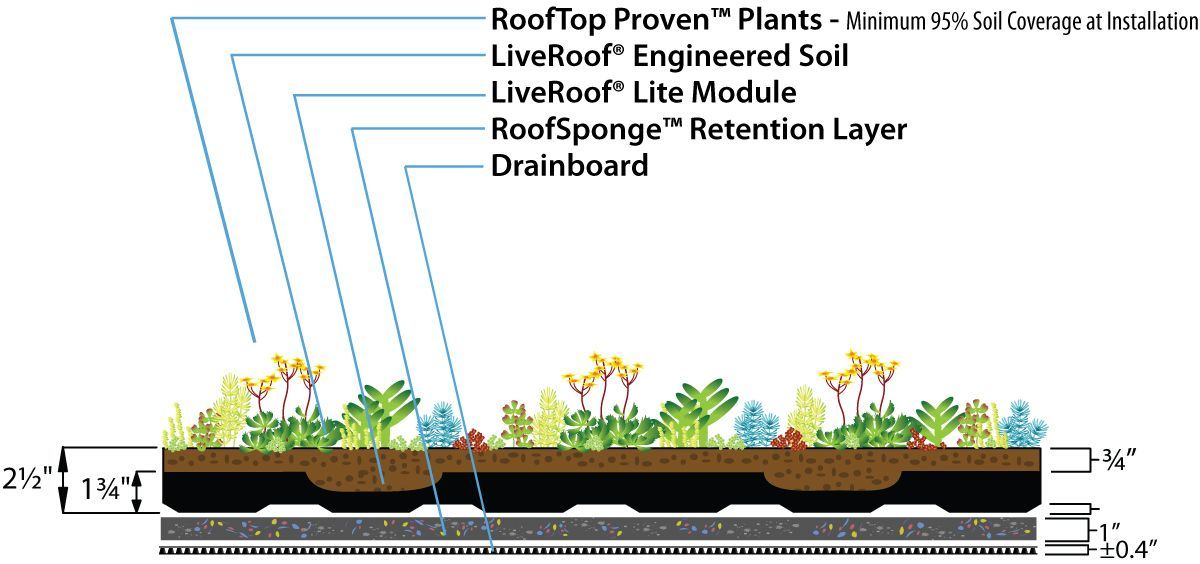 Cross-section of a green roof, showing layers: plants, soil, module, retention layer, and drainboard.